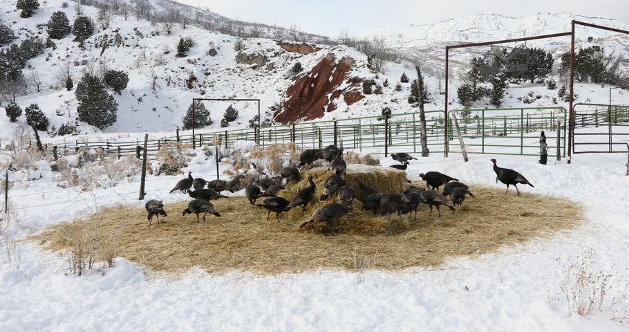 Wild Turkey cold winter mountain valley snow. Wild turkey walking, flying and scratching in ground and snow in winter. Nature and wildlife.Feeding on grass during cold snowy winter day central Utah.