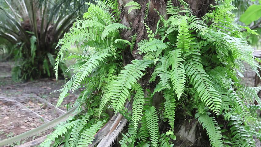 close fern tree on palm garden Stock Footage Video (100% Royalty-free) 23217397 | Shutterstock