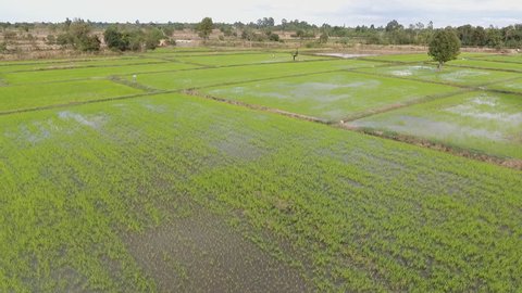 rice fields in asian. Footage recorder from drone in full HD resolution
