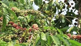 Close-up of branch with berries coffee in plantations in Lam Dong area of Eastern Vietnam
