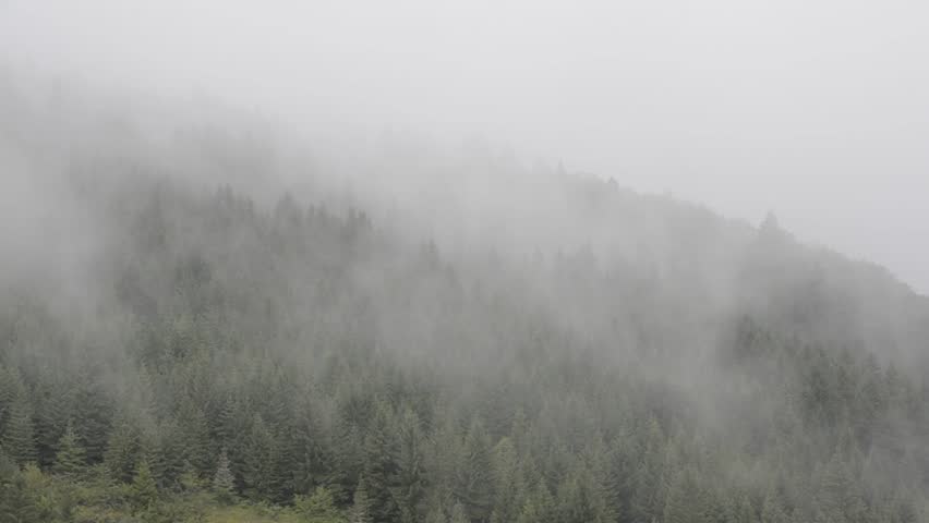 Low clouds over conifers, National park Tara, Serbia