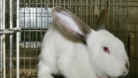 A lot of beautiful rabbits in cages on a large farm rabbits, Beautiful Rabbits on a Farm in Cages, 4 K Video Clip