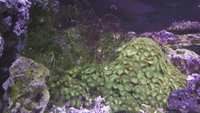 Marine aquarium with corals reef stock footage video