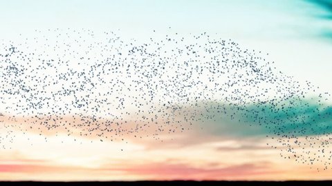 Flock of birds flying across a sunset sky