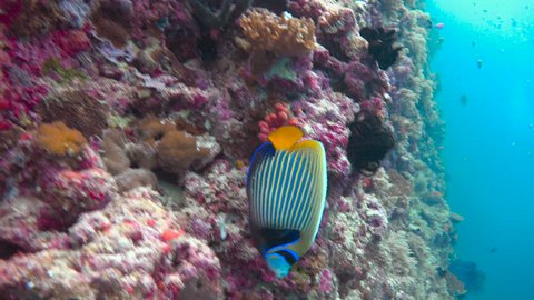 Imperial angelfish.Exciting underwater diving in the reefs of the Maldives archipelago.