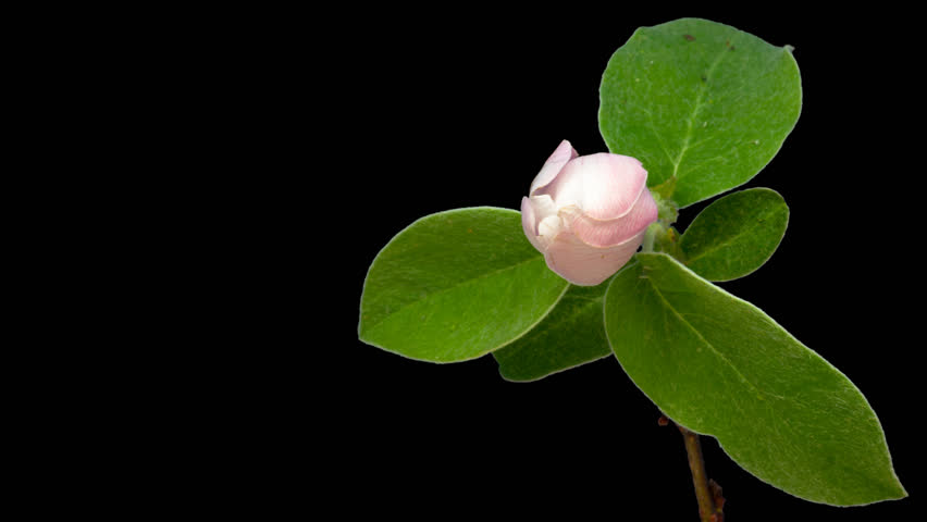 Quince flower  macro timelapse cut out, encoded with photo png, transparent background 4k video at 30 fps/Quince flower cut out macro timelapse.  Royalty-Free Stock Footage #23225734