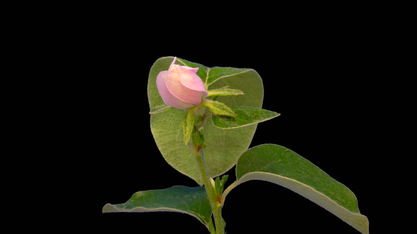 Quince flower macro timelapse cut out, encoded with photo png, transparent background 4k video at 30 fps/Quince flower cut out mcaro time lapse.  Royalty-Free Stock Footage #23225737