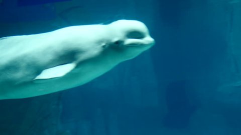 White dolphin swimming in an aquarium. Filmed in the Valencian Community, Spain, in January 2017.