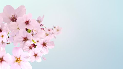 cherry blossom,blooming,blue background