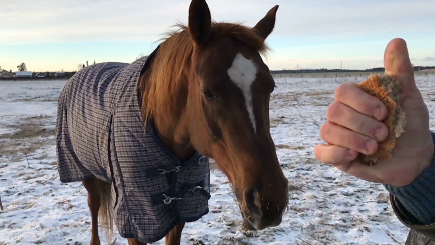 Dad and daughter fed the horses with bread in slow motion