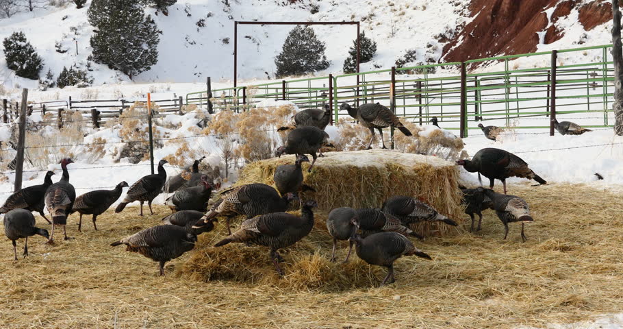 Wild turkey walking, flying and scratching in ground and snow in winter. Nature and wildlife. Flock of turkeys feeding on grass and hay during cold snowy winter day in central Utah.