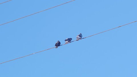 3 Birds Sitting on a Wire with Blue Sky Background