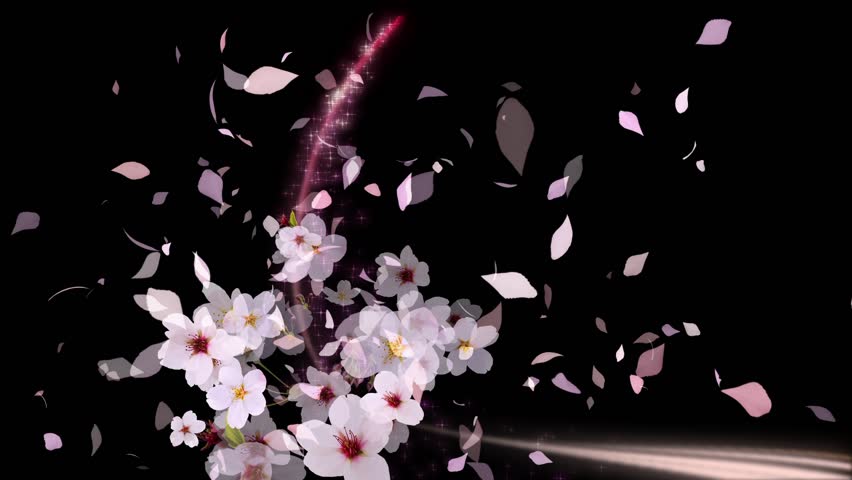 Cherry Blossoms Blooming On Color Lineblack Stock Footage Video (100%
