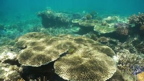 Underwater coral reef with table corals bathed in sunlight, south Pacific ocean, motionless scene, lagoon of Grand Terre island, New Caledonia
