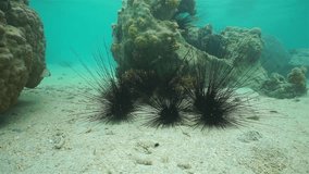Several long-spined sea urchins Diadema setosum underwater on a sandy ocean floor, motionless scene, south Pacific ocean, New Caledonia