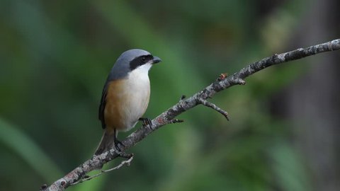 Shrike Birds in Thailand and Southeast Asia.