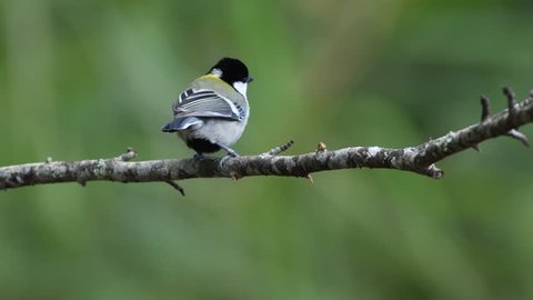 Great Tit Birds in Thailand and Southeast Asia.
