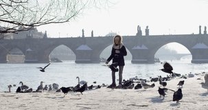 Slow motion feeding birds Charles bridge over Vltava river in capital of Czechia, Prague