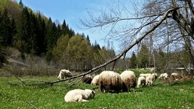 Sheeps on green meadow, picturesque landscape