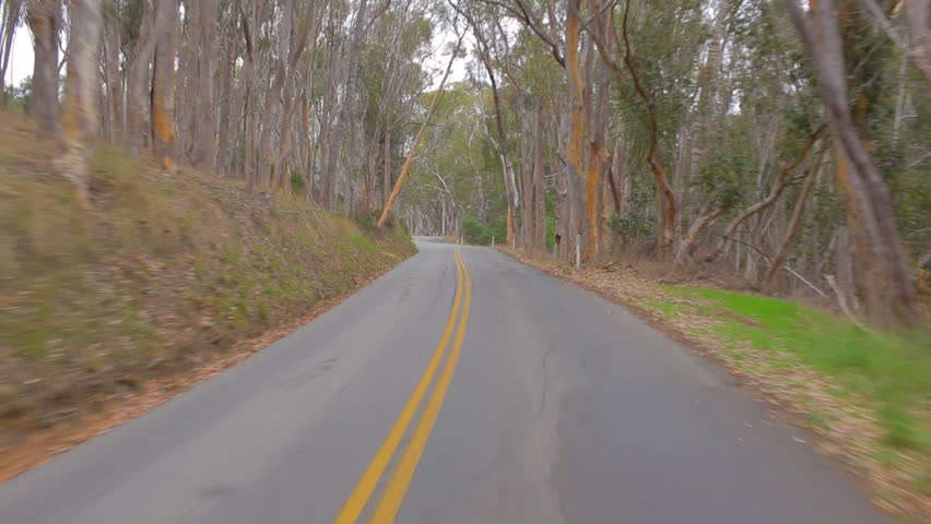 POV driving along road through forest