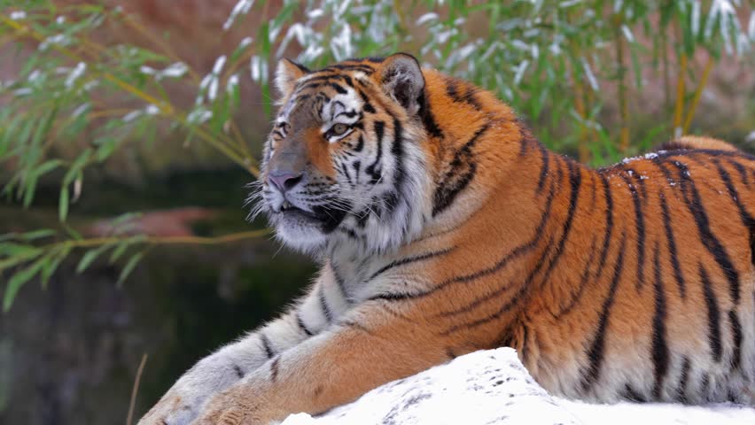 Siberian Tiger, Winter, Snow | Shutterstock HD Video #23263327