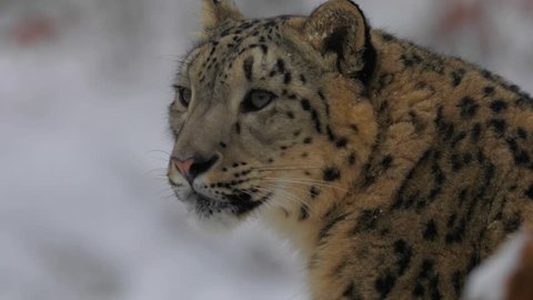 Snow Leopard, Winter, Snow, (Panthera uncia)