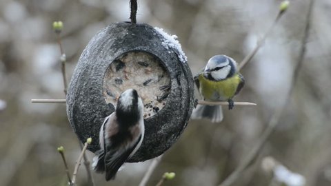 long-tailed tit (Aegithalos caudatus) and Eurasian blue tit (Cyanistes caeruleus) searching for seeds on bird feeder in winter. coconut