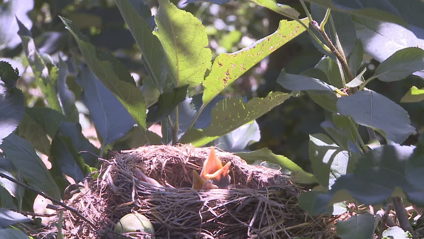 Bird feeding its nest of young chicks