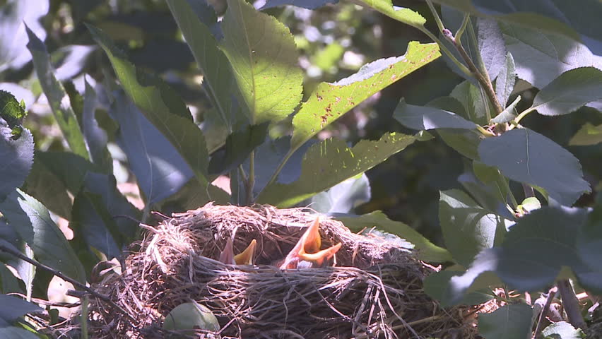 Thrush feeding its nest of young chicks