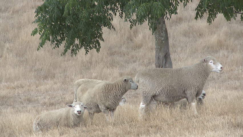 A flock of sheep in the shade of a tree on a drought affected farm