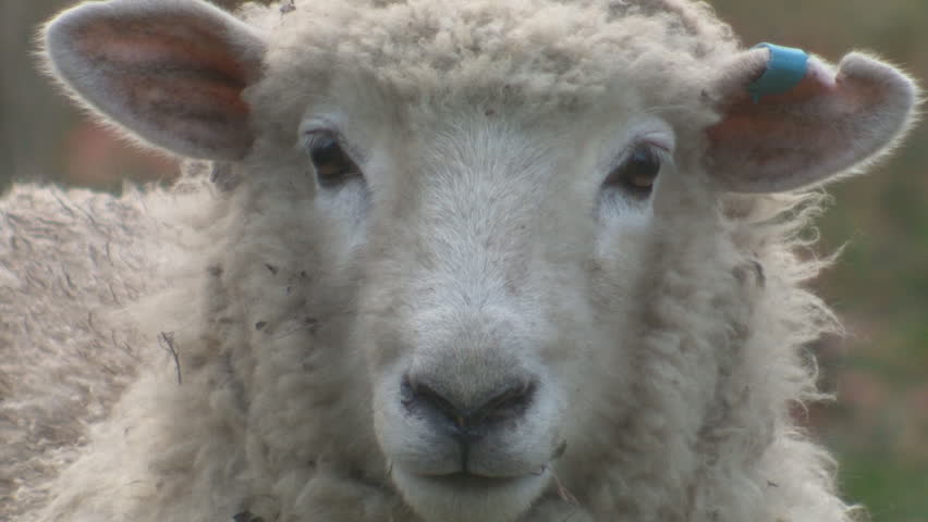 Close up of the head of a sheep