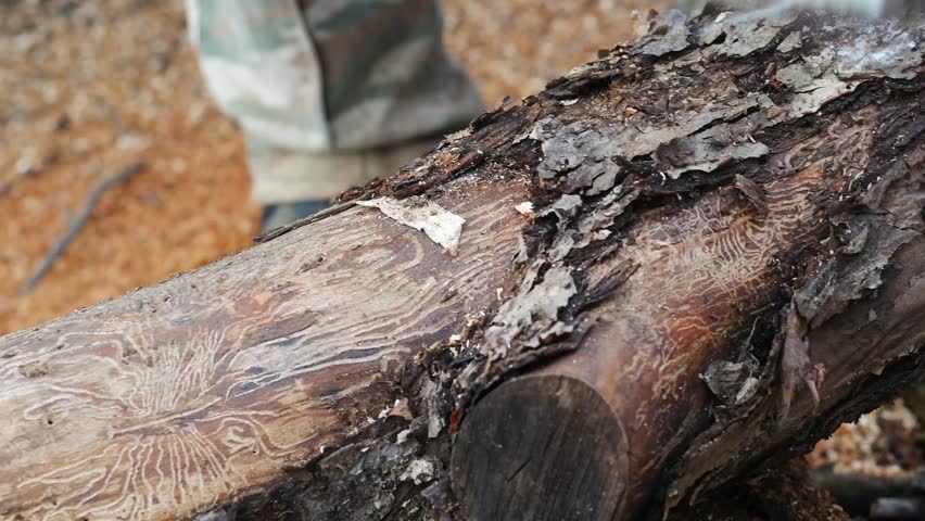Chainsaw in action cutting wood. Man cutting wood with saw, dust and movements. Sawing handsaw old tree. Person at work. Male hand with a saw