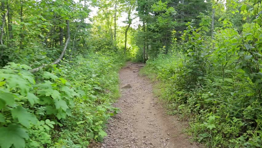 Smooth POV shot in the woods, perspective of walking a path through forest with trees and plants. Filmed in Northern Minnesota.
