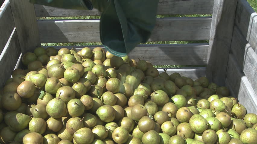 Freshly picked pears being placed into an orchard bin