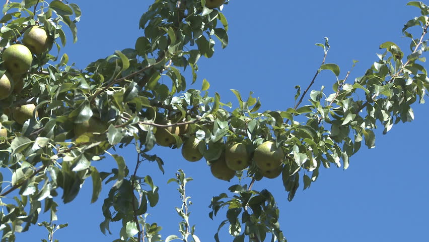 Ripe pears on the tree near harvesting