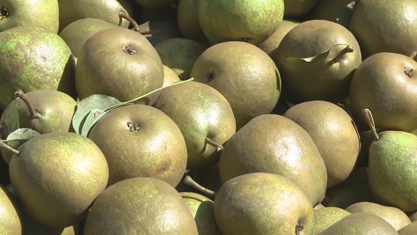 Close up view of freshly picked pears in an orchard bin