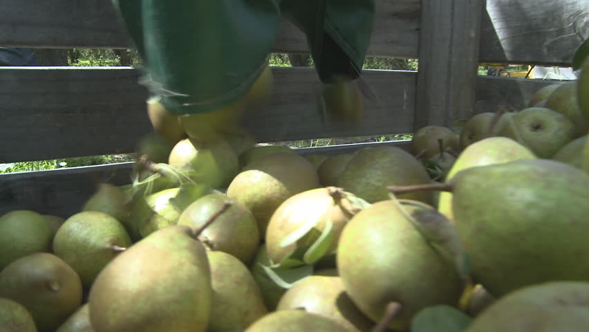 Close view of freshly picked pears being placed into an orchard bin
