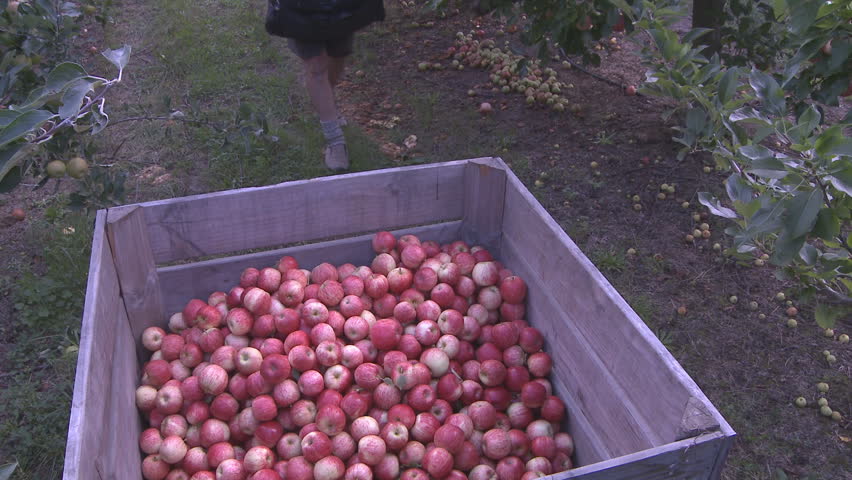 picked apples being placed into an orchard bin