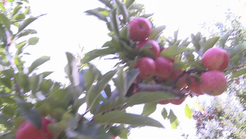 Ripe apples on a tree ready for harvest