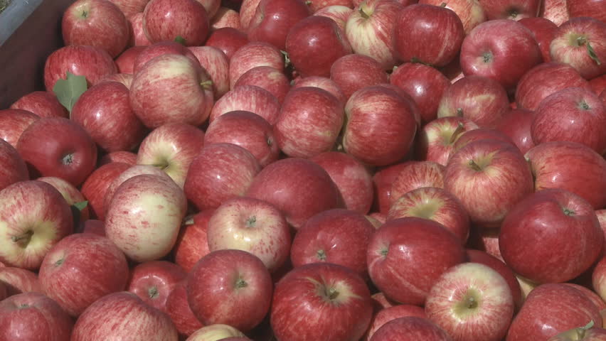 close view of freshly picked royal gala apples in a fruit bin