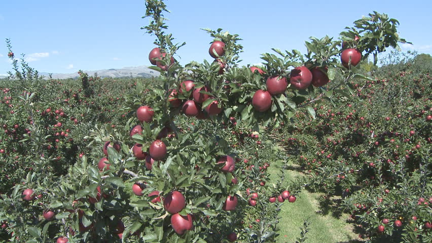 crane shot of ripe red delicious apples on trees in a commercial orchard