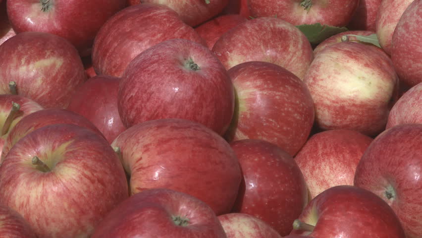 Freshly picked royal gala apples in a fruit bin