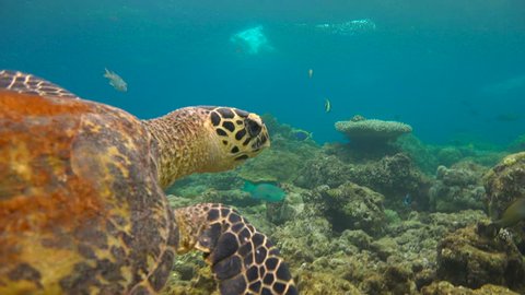 Fascinating underwater diving with sea turtles Hawksbill on the reef of the Maldivian archipelago. 