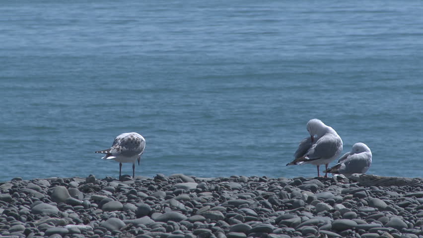 rack focus and tilt from seagulls on the shore to a passing ship