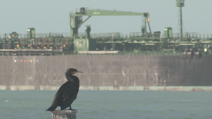 A cormorant seabird stretches and warms its wing as an oil tanker approaches a