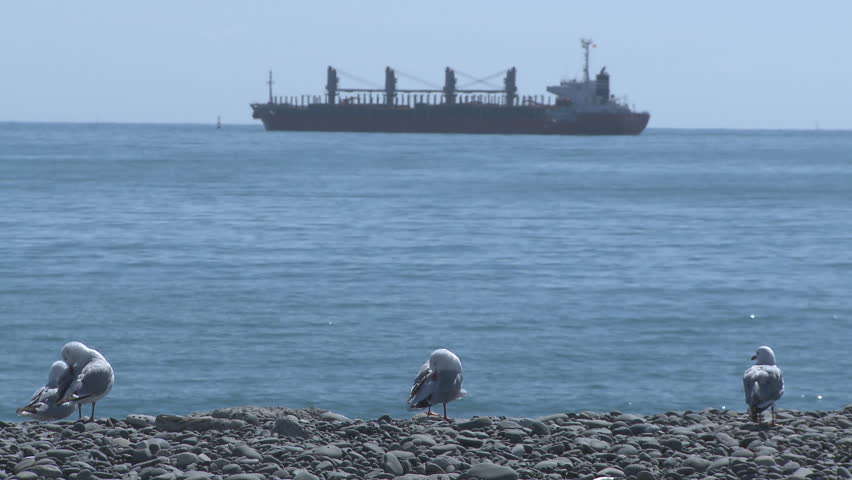 Seagulls on the shore frame a distant ship