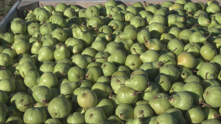 close up view of a bin of freshly harvested pears