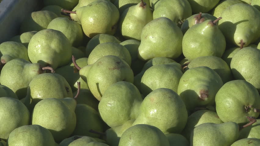 close up view of a bin of freshly harvested pears