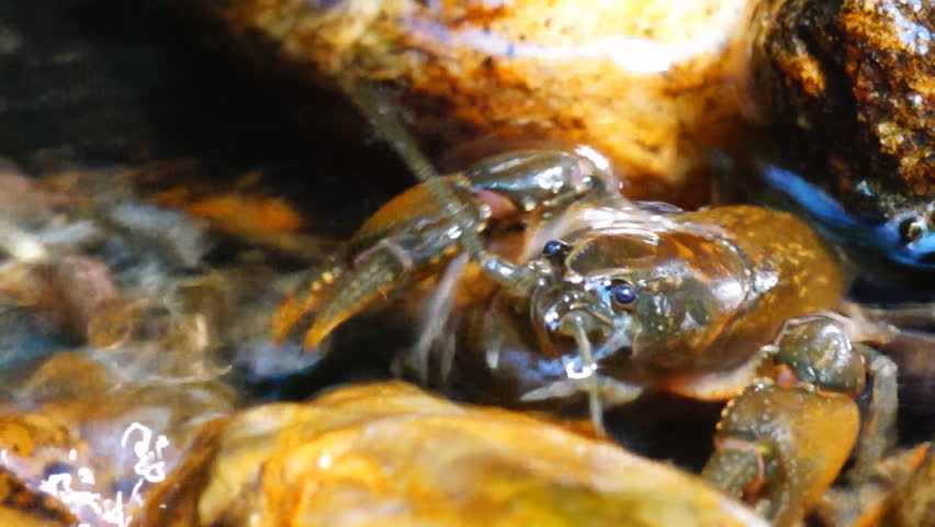 Crayfish in mountain stream