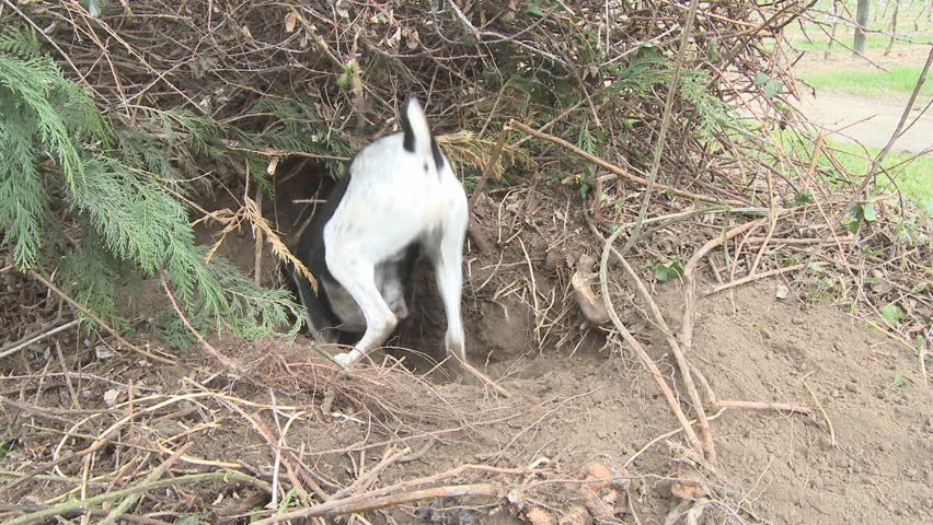 A dog digging a rat out of a burrow